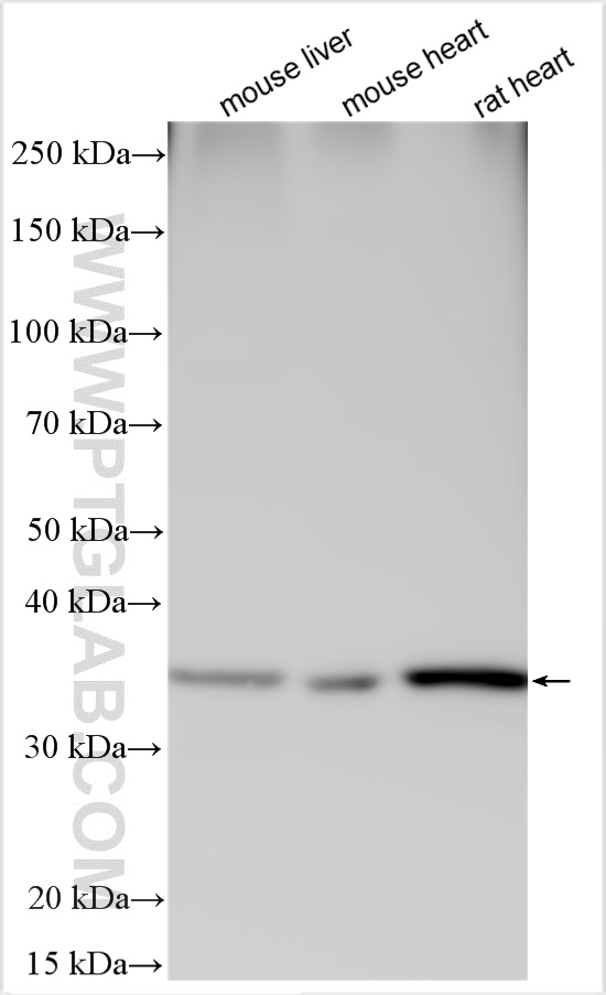 WB analysis using 16473-1-AP