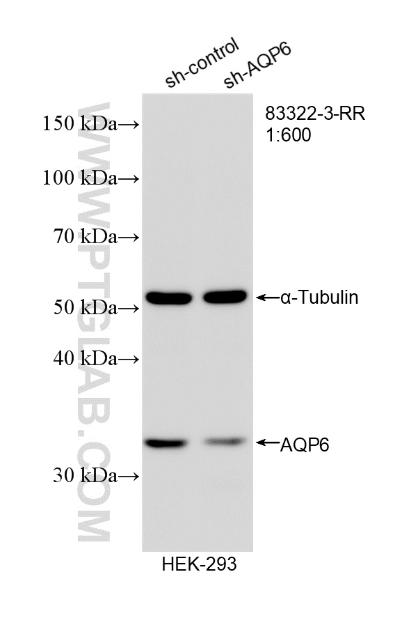 WB analysis of HEK-293 using 83322-3-RR