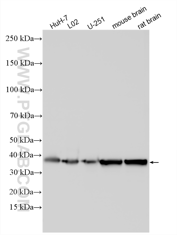 WB analysis using 20380-1-AP