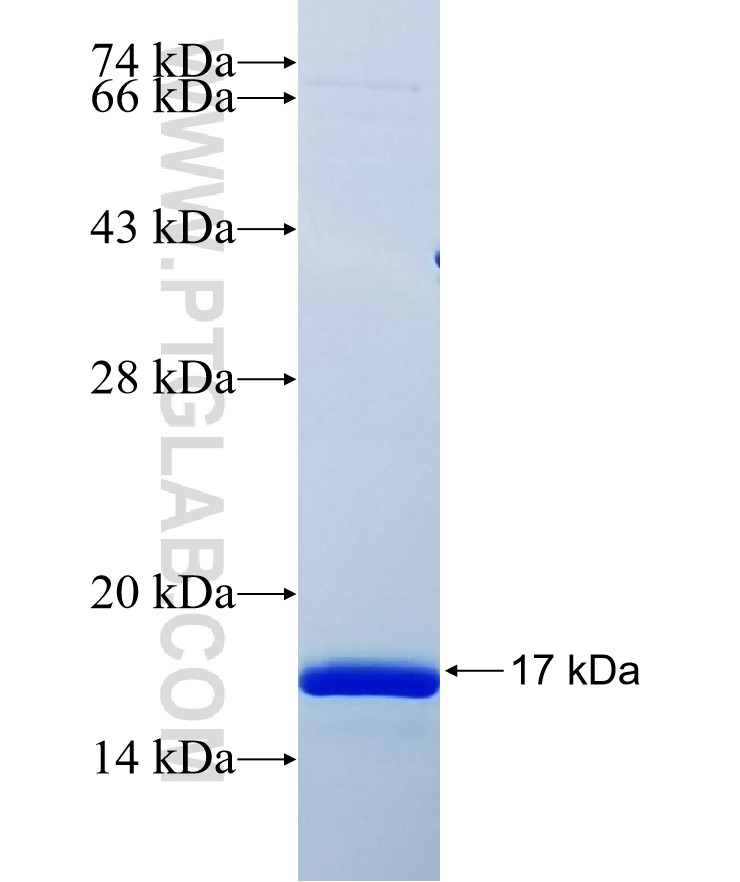 ARAF fusion protein Ag18020 SDS-PAGE