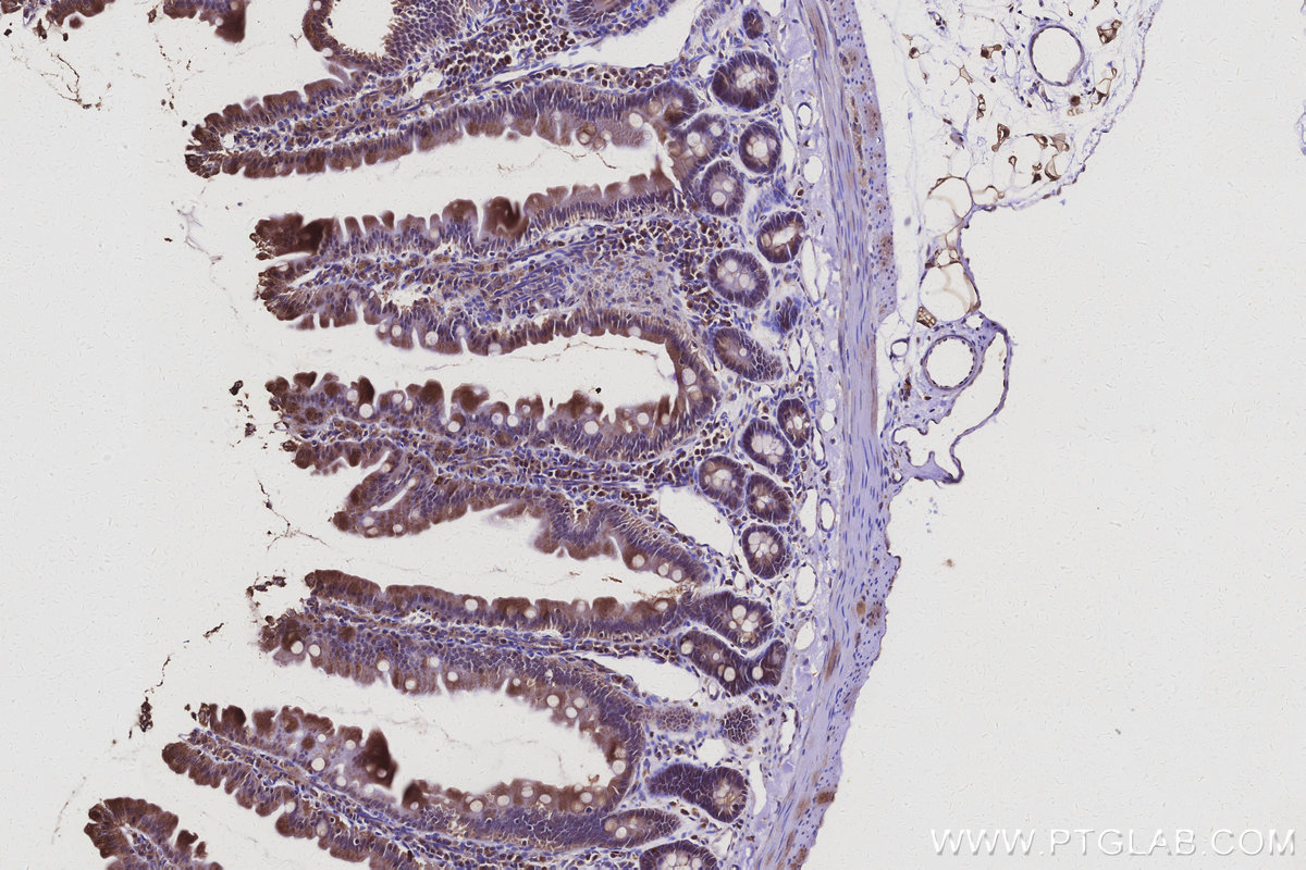 IHC staining of rat small intestine using 25143-1-AP
