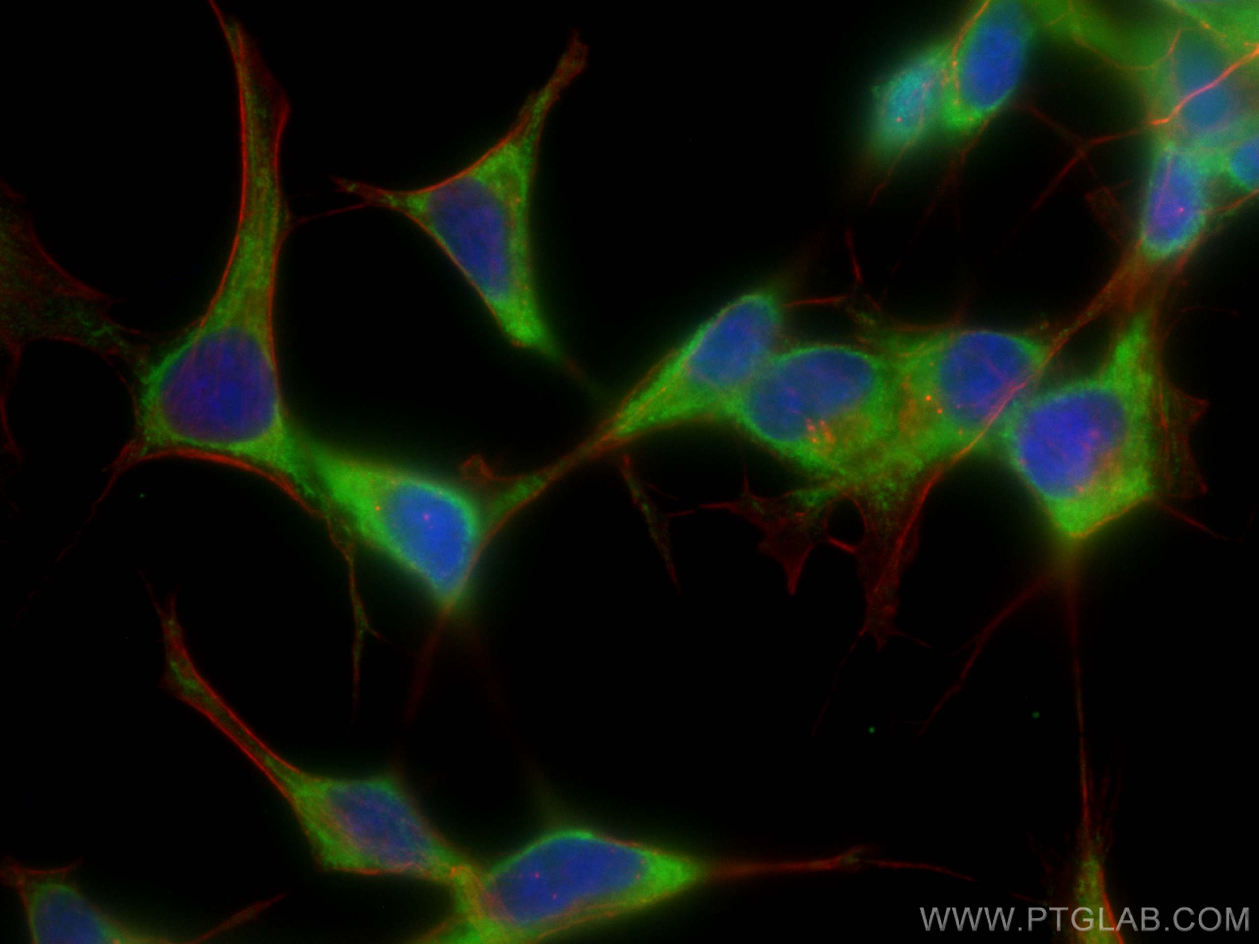 IF Staining of SH-SY5Y using CL488-66550