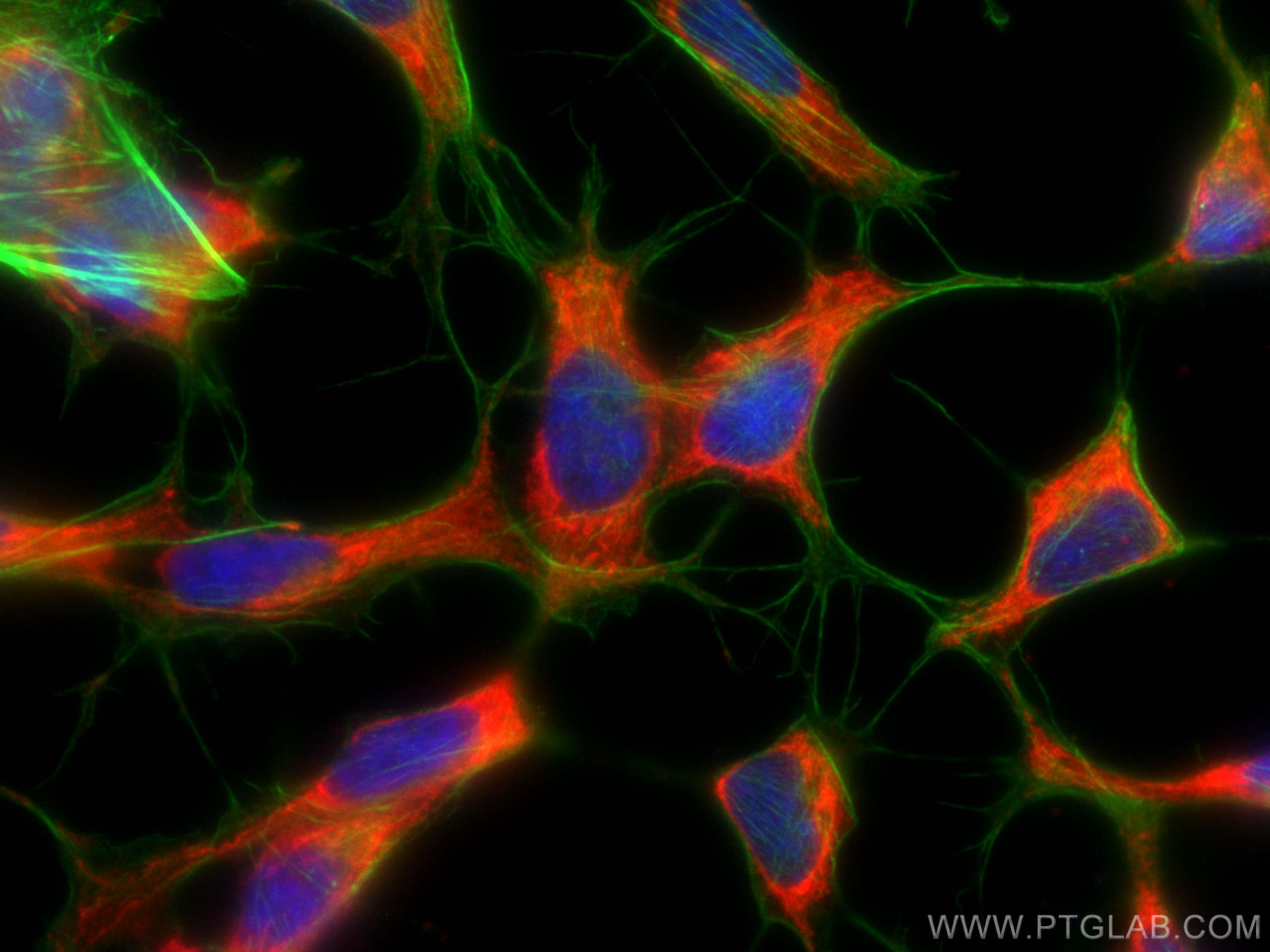 IF Staining of SH-SY5Y using CL594-66550