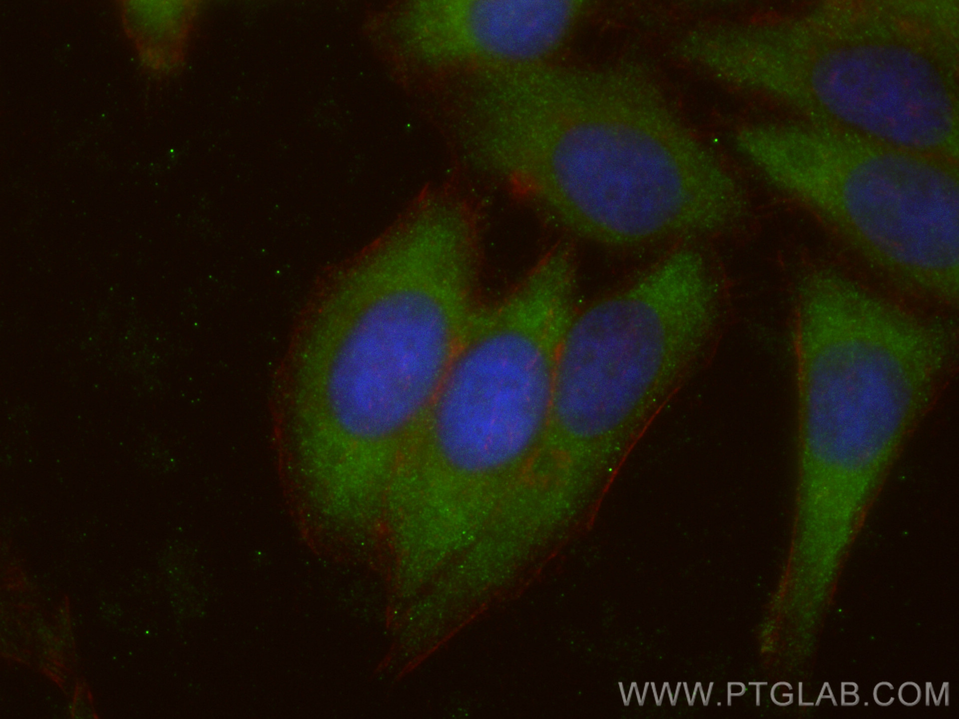 IF Staining of HepG2 using 23843-1-AP