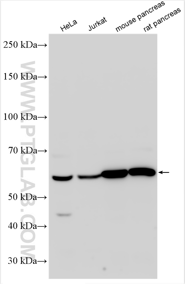 WB analysis using 23843-1-AP