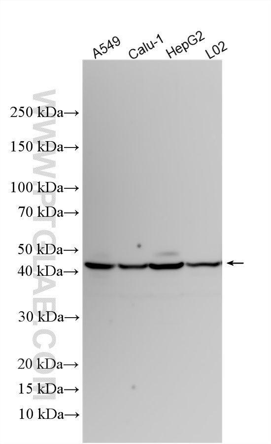 Various lysates were subjected to SDS PAGE followed by western blot with 16036-1-AP (Amphiregulin antibody) at dilution of 1:2000 incubated at room temperature for 1.5 hours. WB analysis using 16036-1-AP