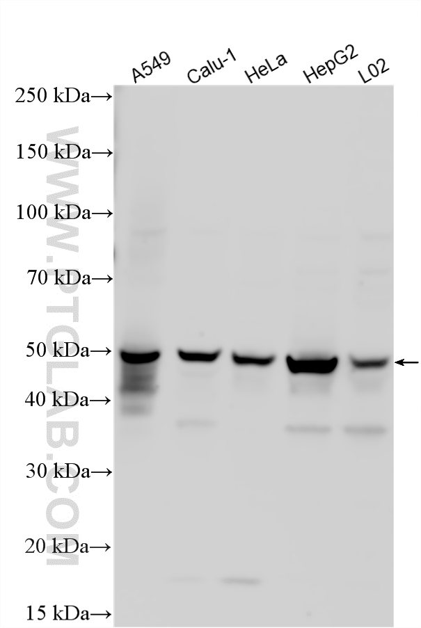 WB analysis using 16036-1-AP
