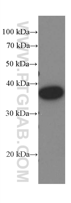 WB analysis of A549 using 66433-1-Ig