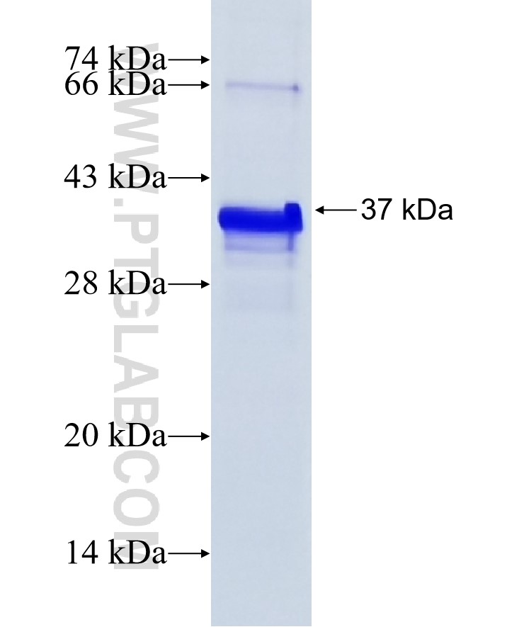 AREG fusion protein Ag24843 SDS-PAGE