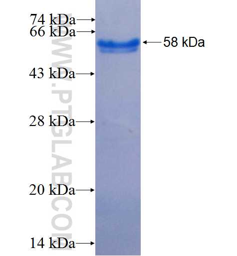 AREG fusion protein Ag24900 SDS-PAGE