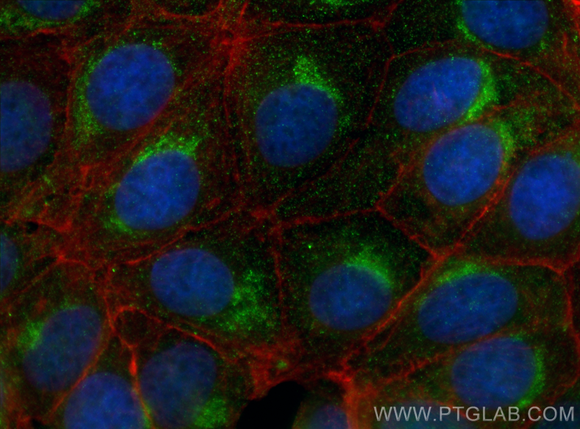 IF Staining of MCF-7 using 68069-1-Ig