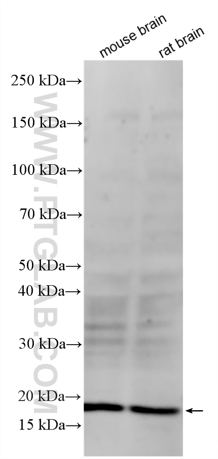 Various lysates were subjected to SDS PAGE followed by western blot with 10800-1-AP (ARF3 antibody) at dilution of 1:1000 incubated at room temperature for 1.5 hours. WB analysis using 10800-1-AP
