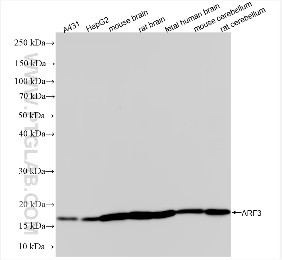 WB analysis using 85995-1-RR