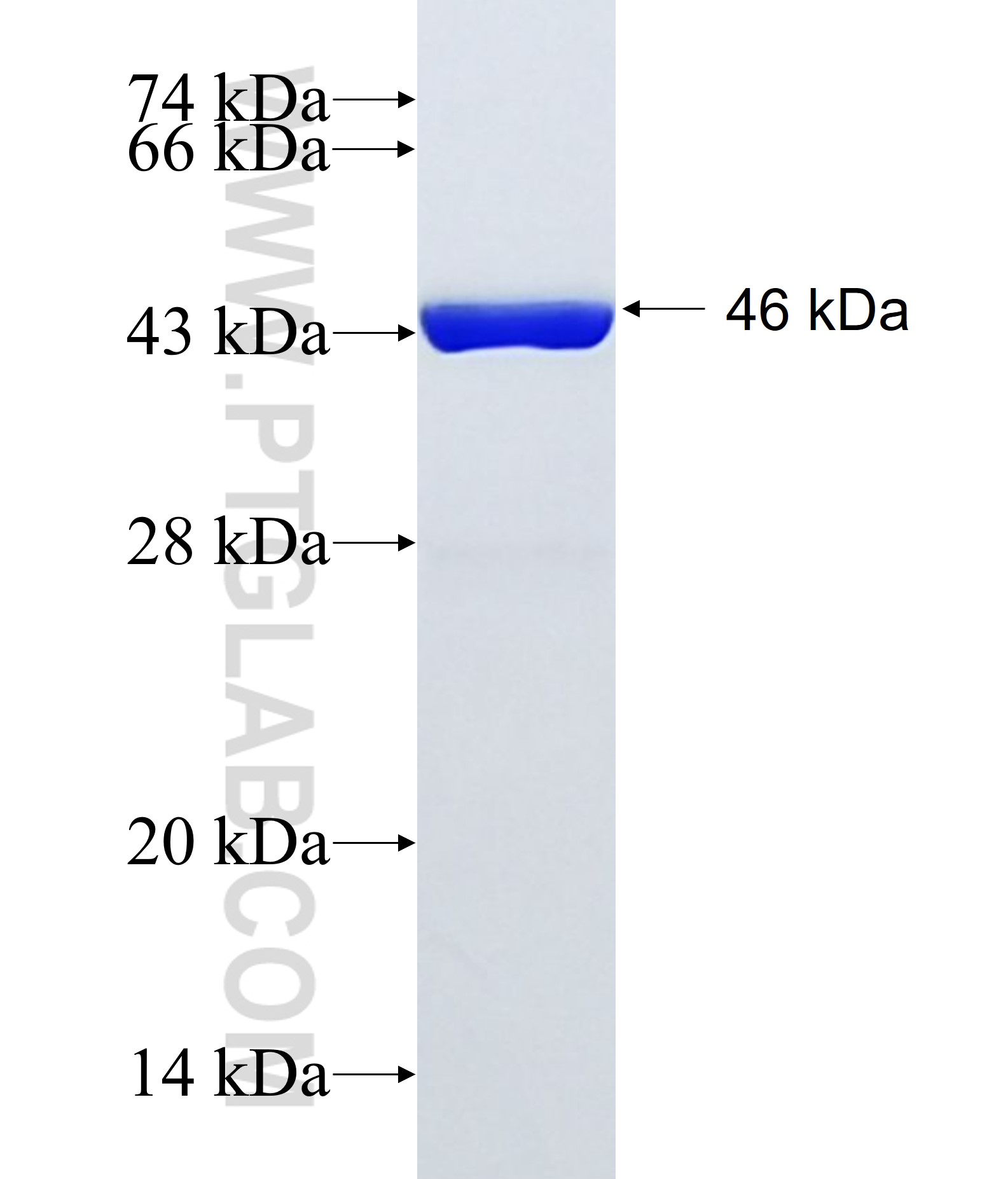 ARF3 fusion protein Ag1174 SDS-PAGE