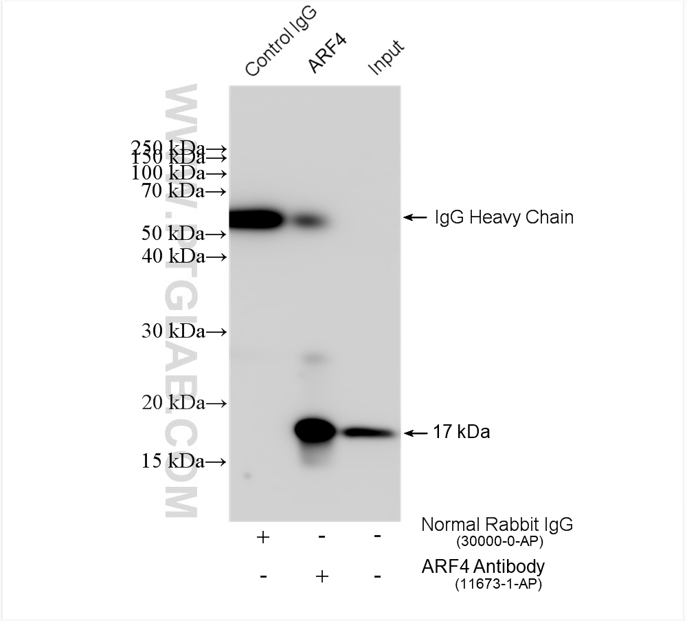 IP experiment of HepG2 using 11673-1-AP