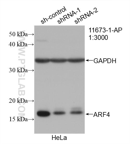 WB analysis of HeLa using 11673-1-AP