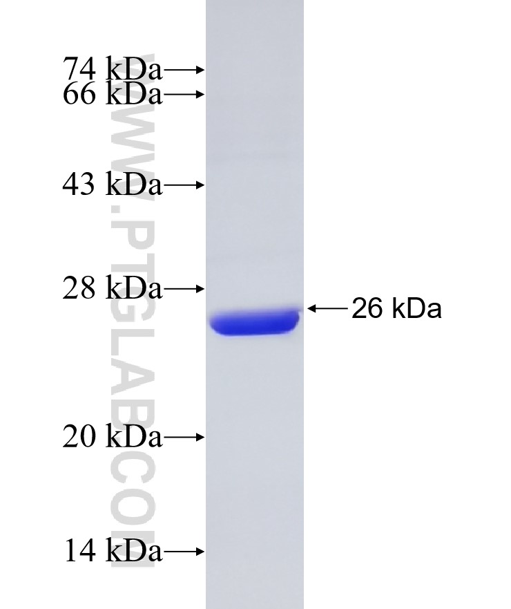 ARF4 fusion protein Ag25522 SDS-PAGE