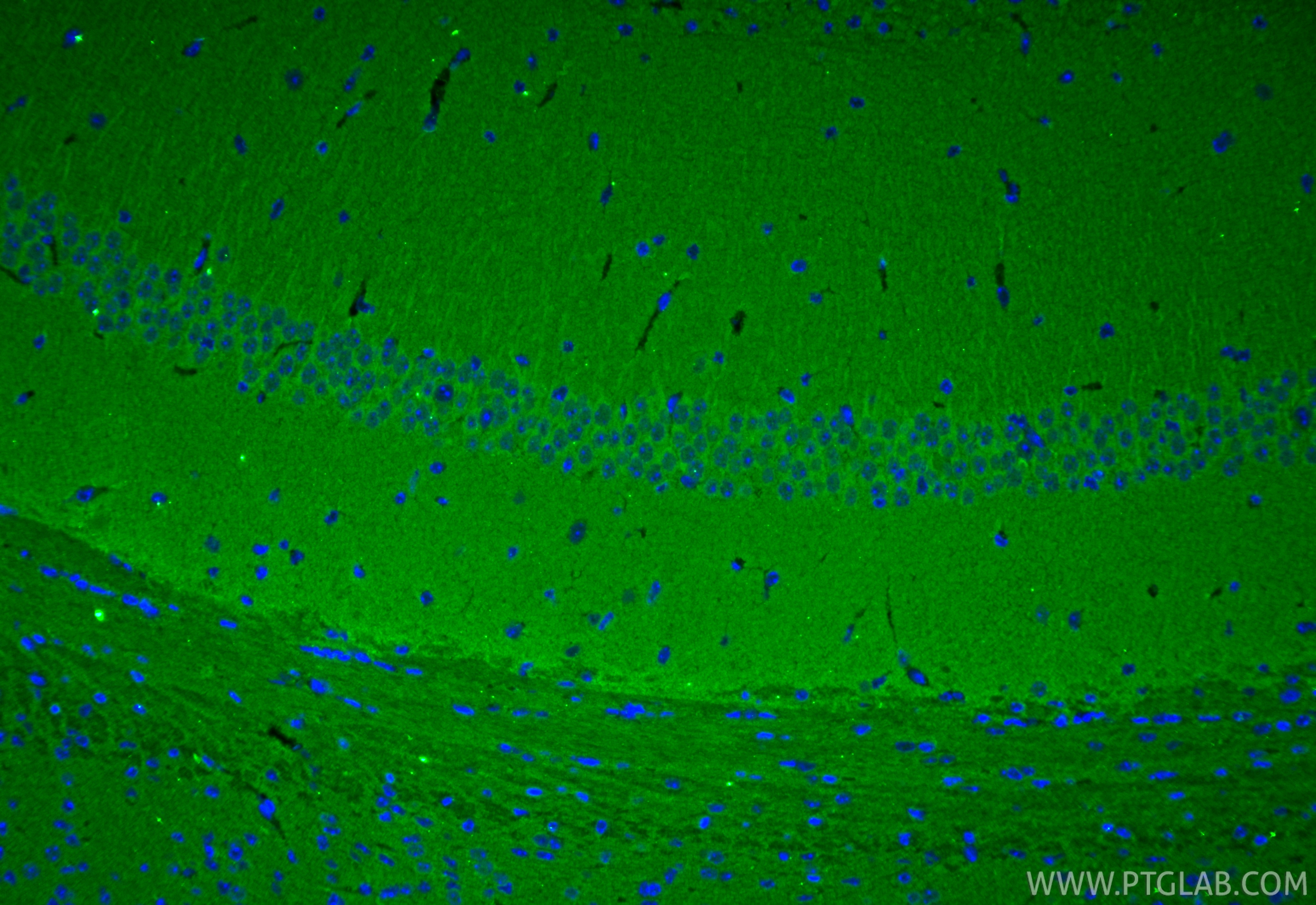 IF Staining of mouse brain using 67279-1-Ig (same clone as 67279-1-PBS)