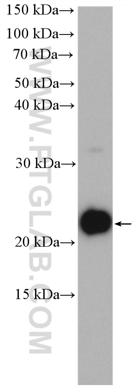 WB analysis of HepG2 using 20227-1-AP