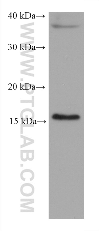 WB analysis of MCF-7 using 68924-1-Ig