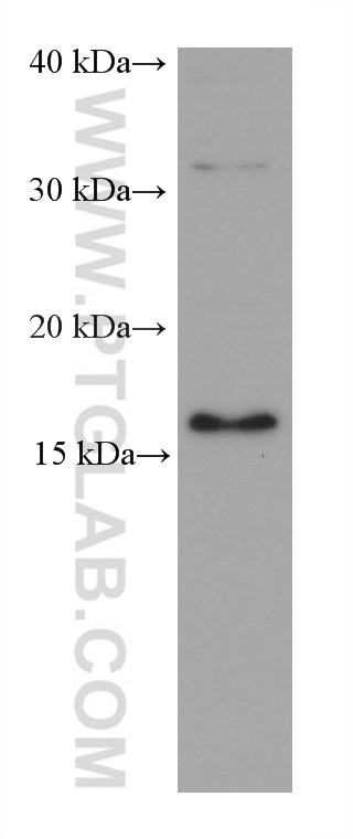WB analysis of HEK-293 using 68924-1-Ig