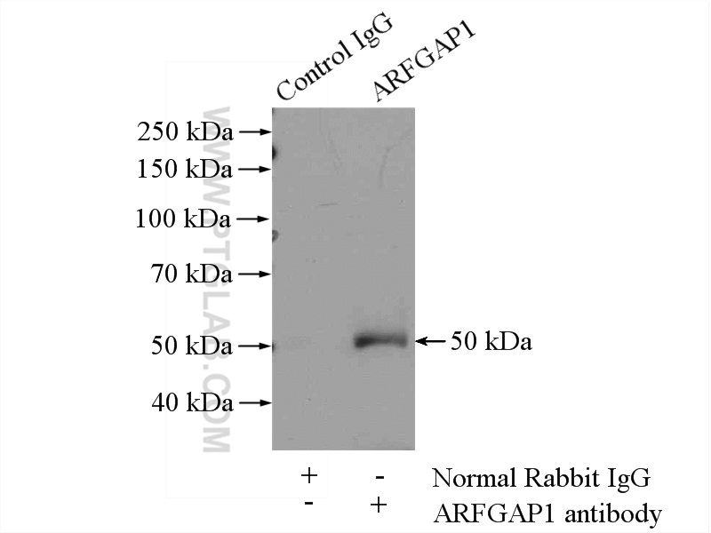 IP experiment of mouse testis using 13571-1-AP