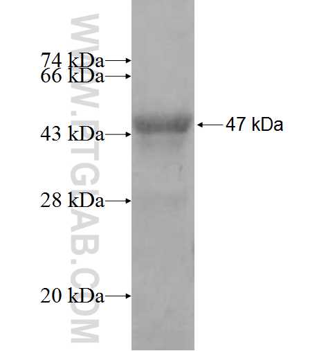 ARFGAP2 fusion protein Ag9676 SDS-PAGE