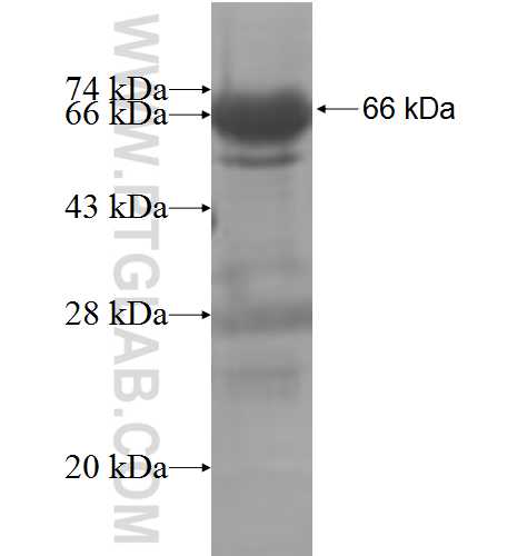 ARFGAP3 fusion protein Ag7536 SDS-PAGE