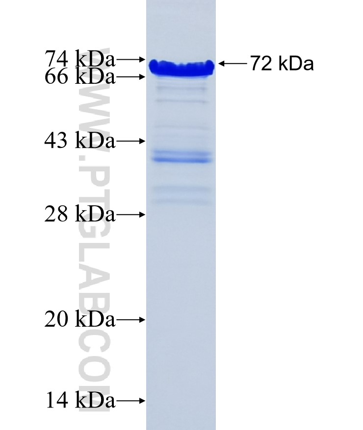 ARFGEF1 fusion protein Ag35629 SDS-PAGE