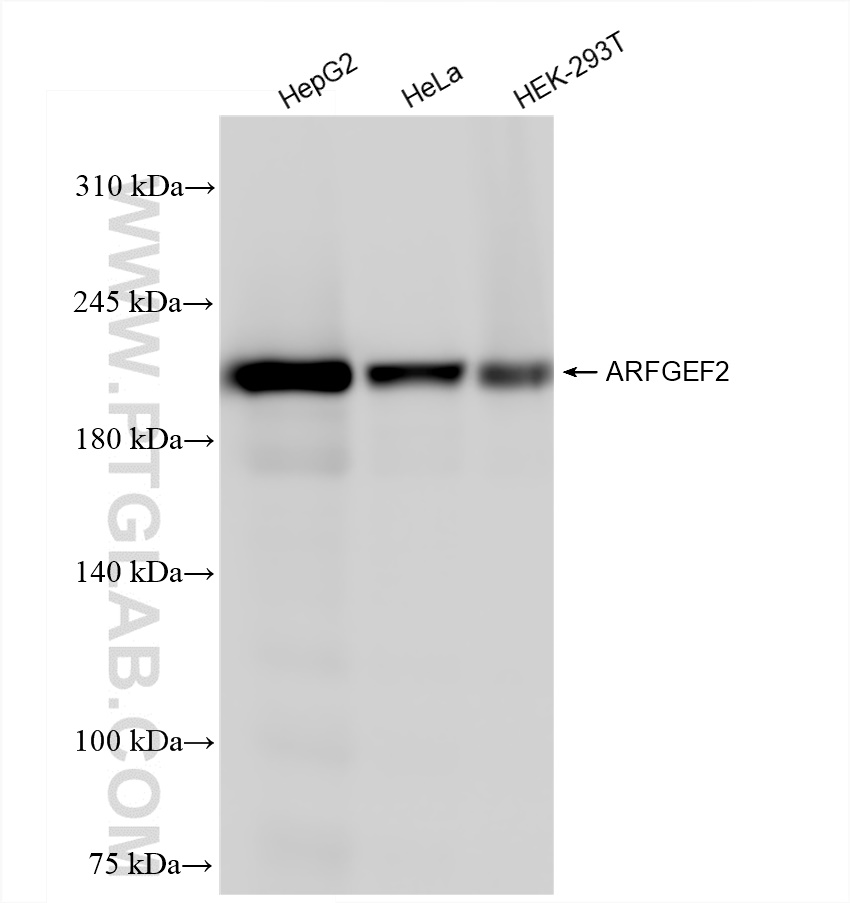 WB analysis using 84296-4-RR