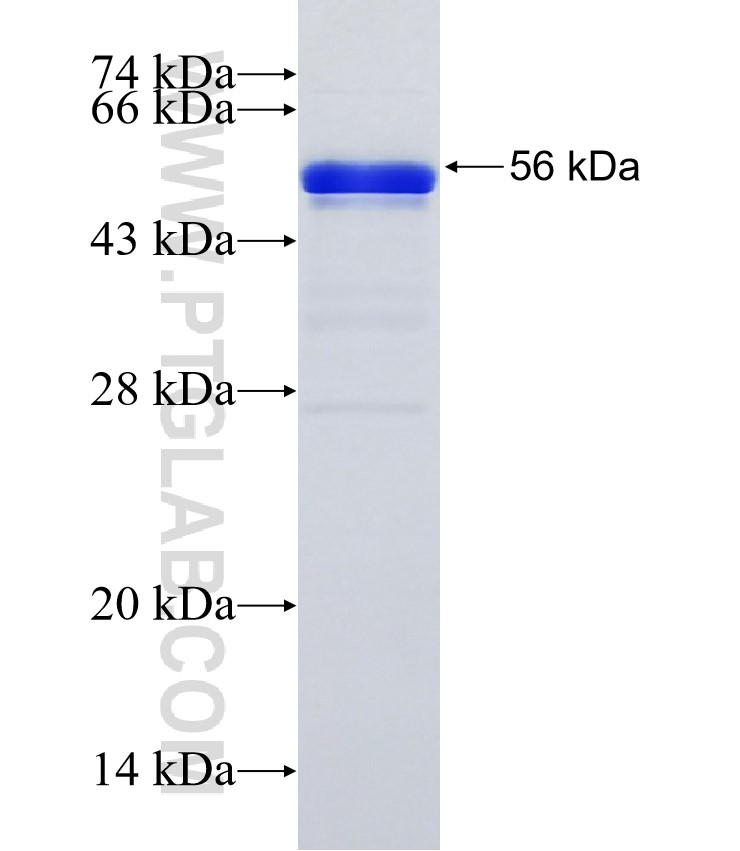 ARFGEF2 fusion protein Ag35396 SDS-PAGE