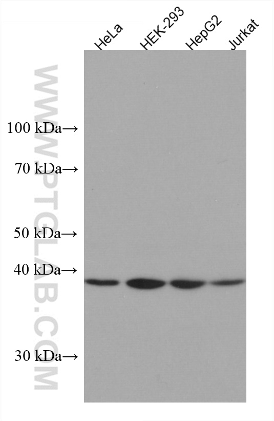 WB analysis using 67461-1-Ig