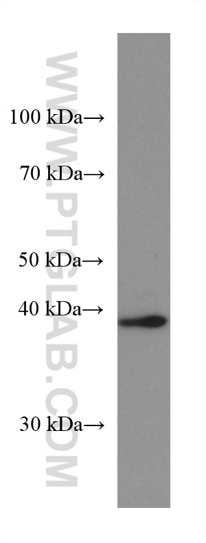 Arfaptin-1