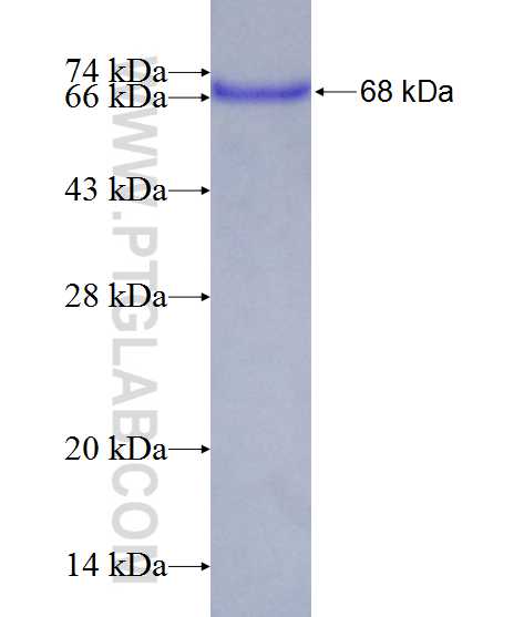 ARFIP1 fusion protein Ag12122 SDS-PAGE