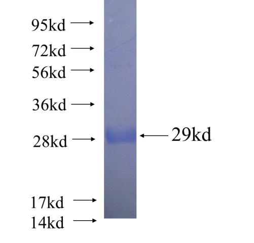 ARFIP2 fusion protein Ag6076 SDS-PAGE