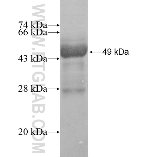 ARFRP1 fusion protein Ag12036 SDS-PAGE