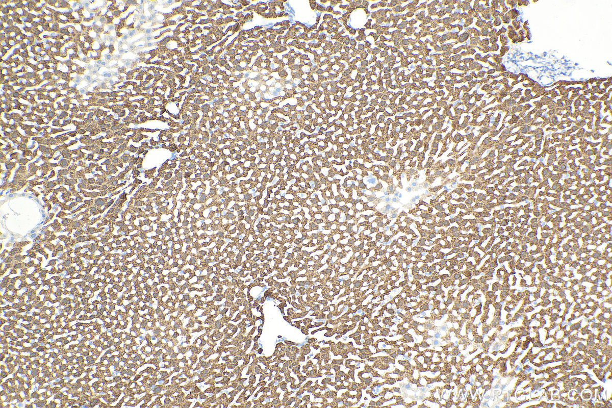 IHC staining of mouse liver using 66129-1-Ig