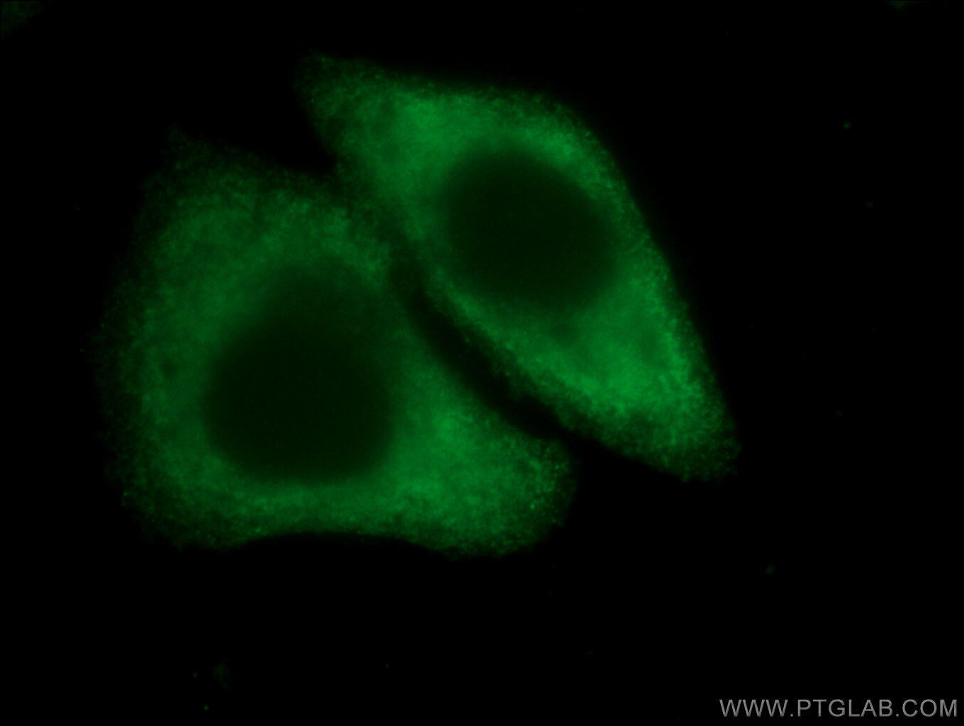 IF Staining of HepG2 using CL488-66129
