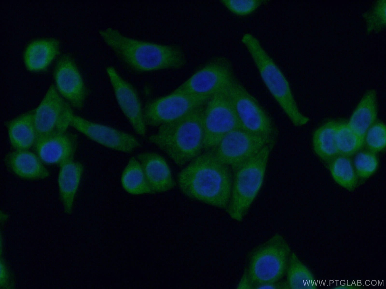 IF Staining of HeLa using CL488-66129