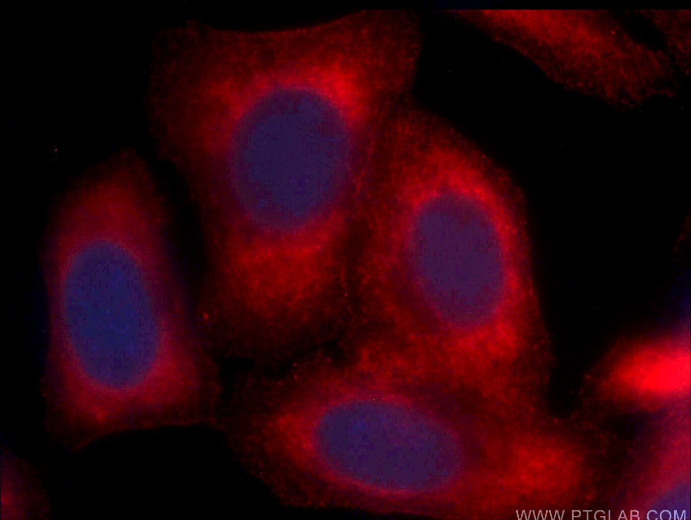 IF Staining of HepG2 using CL594-66129