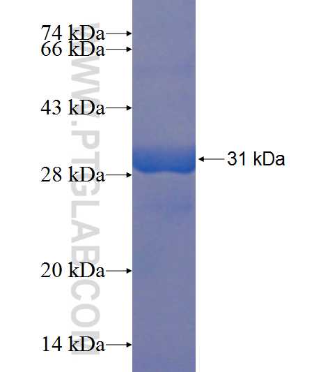 ARG1 fusion protein Ag8810 SDS-PAGE