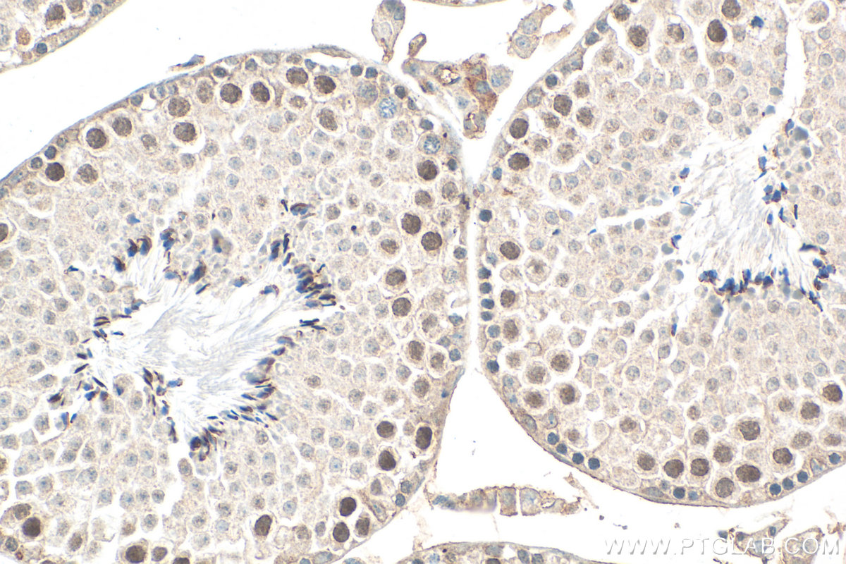 Immunohistochemical analysis of paraffin-embedded mouse testis tissue slide using <a class='green' href='/productredirect?CatalogNo=31092-1-AP' target='_blank'>31092-1-AP</a> (ARHGAP19 antibody) at dilution of 1:400 (under 40x lens). Heat mediated antigen retrieval with Tris-EDTA buffer (pH 9.0). This data was developed using the same antibody clone with 31092-1-PBS in a different storage buffer formulation. IHC staining of mouse testis using 31092-1-AP (same clone as 31092-1-PBS)