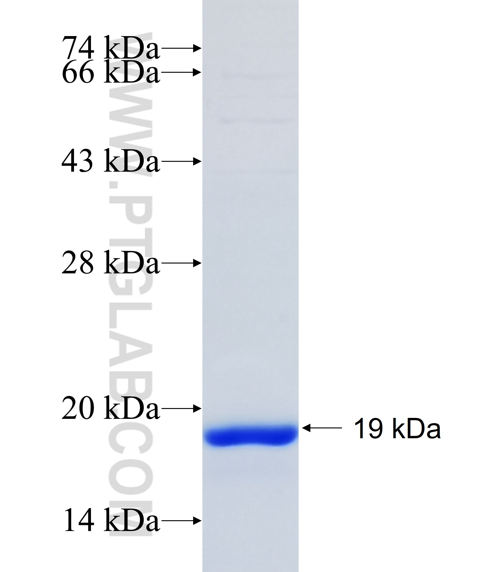 ARHGAP19 fusion protein Ag34882 SDS-PAGE