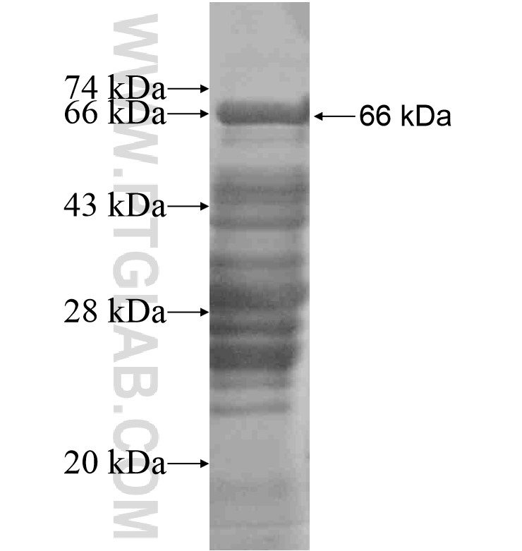 ARHGAP21 fusion protein Ag16515 SDS-PAGE