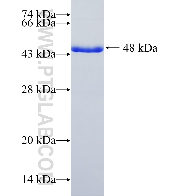 ARHGAP22 fusion protein Ag23212 SDS-PAGE