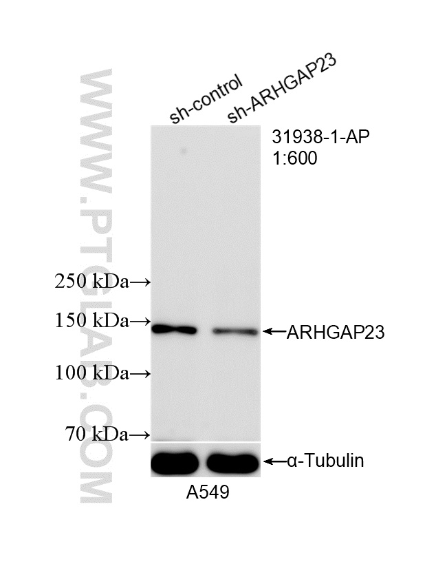 WB analysis of A549 using 31938-1-AP