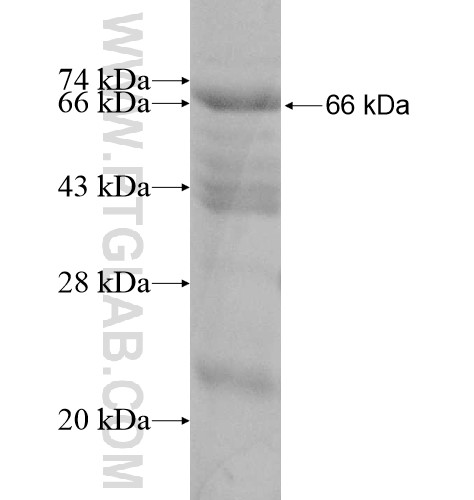 ARHGAP26 fusion protein Ag12008 SDS-PAGE