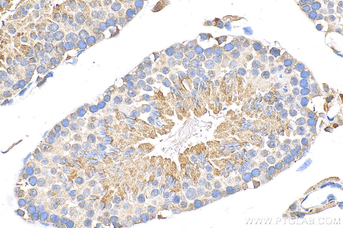 IHC staining of mouse testis using 26766-1-AP