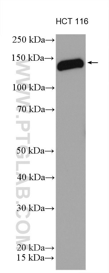 WB analysis using 12583-1-AP