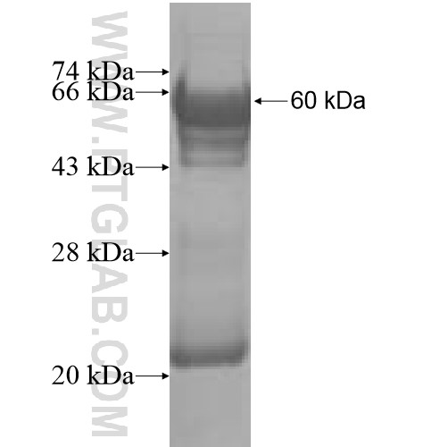 ARHGAP4 fusion protein Ag10091 SDS-PAGE